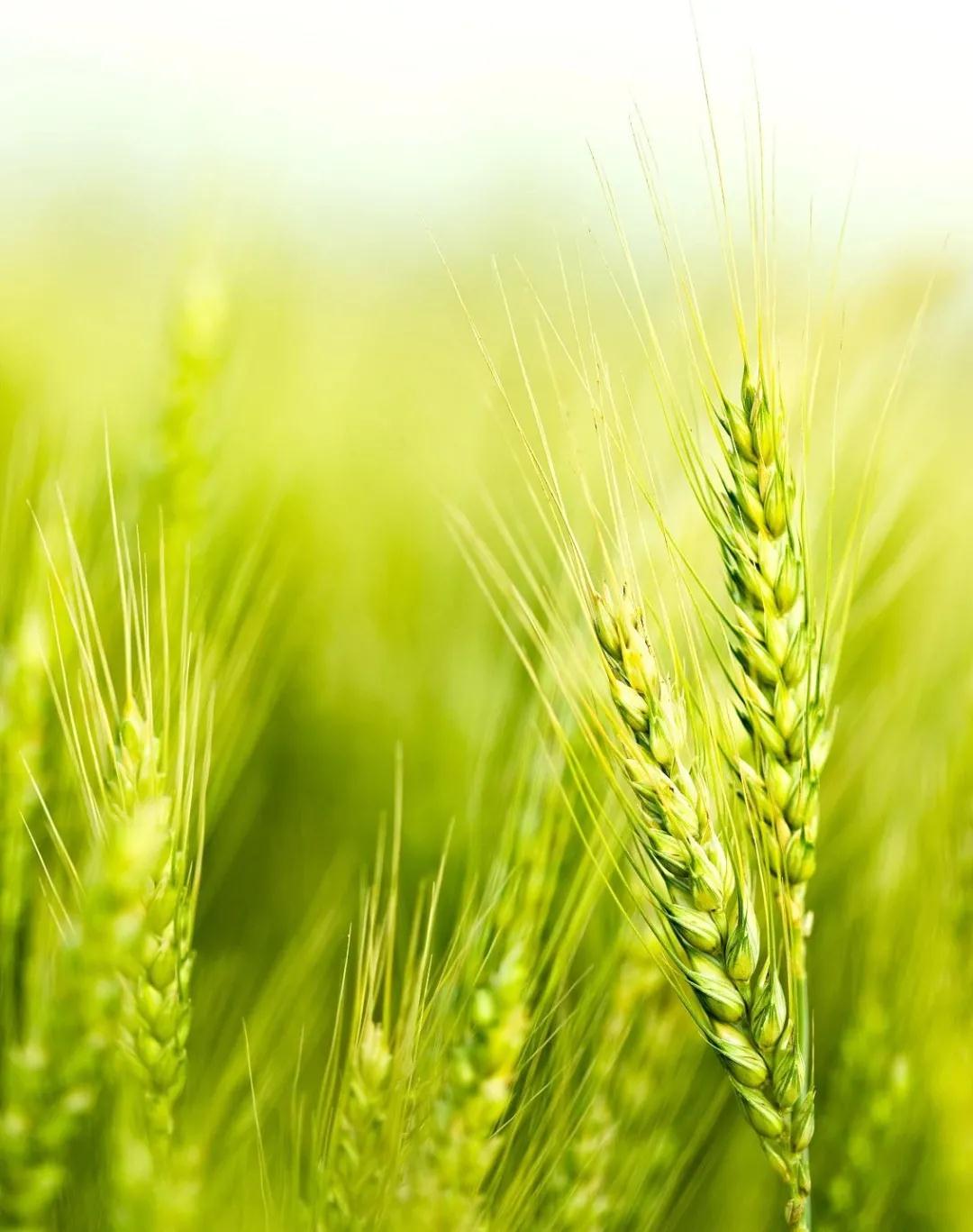 南京焱泰消防提醒您:今日小滿(mǎn)(圖1) 南京焱泰消防提醒您:今日小滿(mǎn)(圖1)